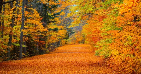 The start of fall season