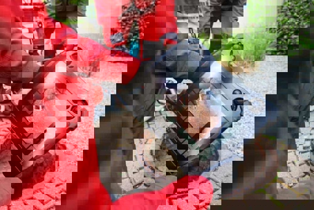 plumber inspect a sewer pipe