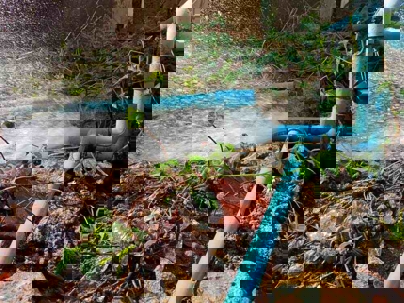 Water gushing out of a damaged water line