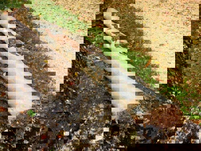 tree roots inside pipe