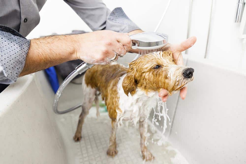 shih tzu in the shower stall / dog in the shower stall